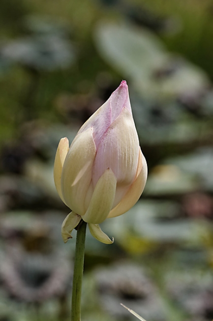 66-Prasat Nang Ram-030